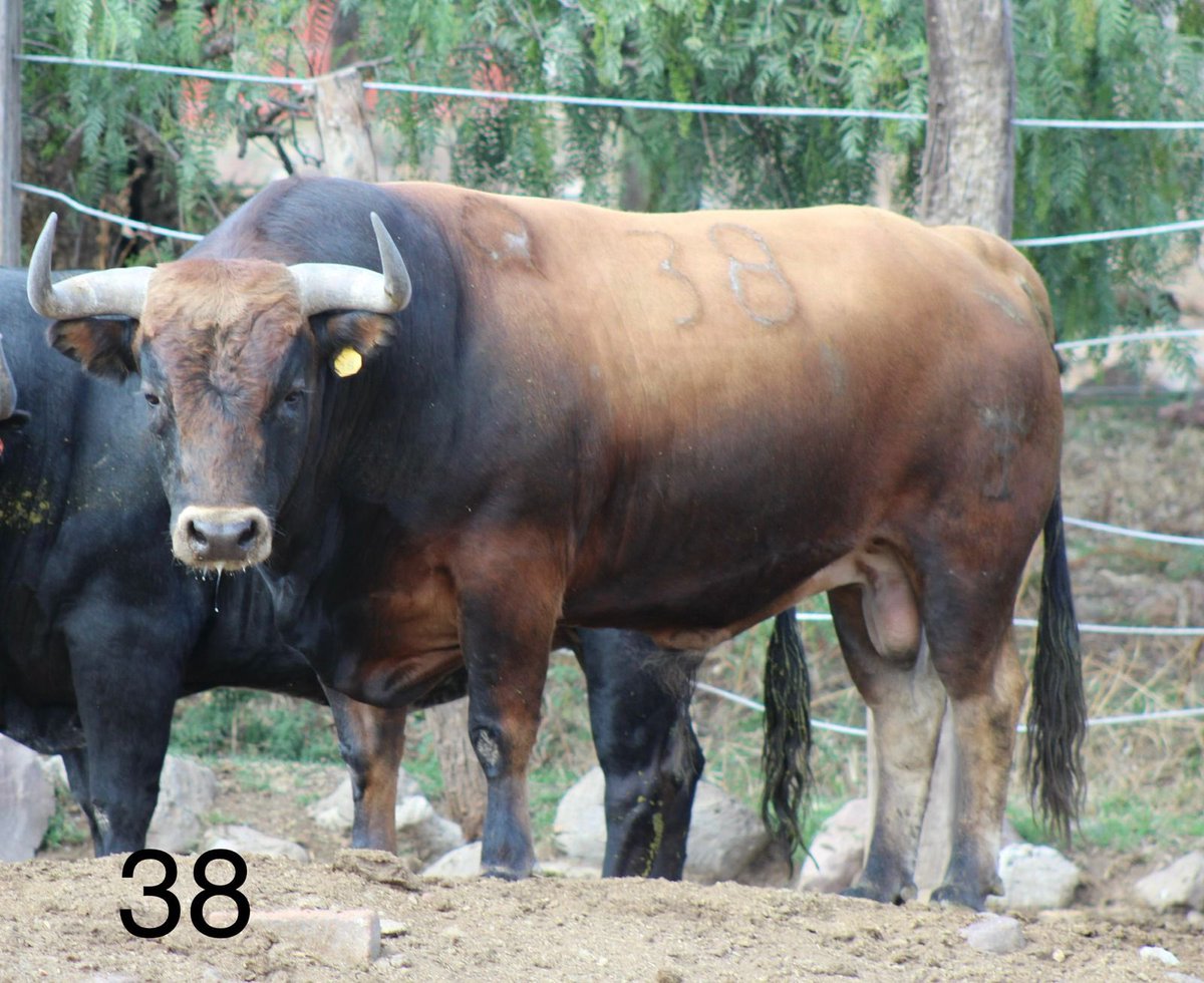 Toro #38 Aguascalientes