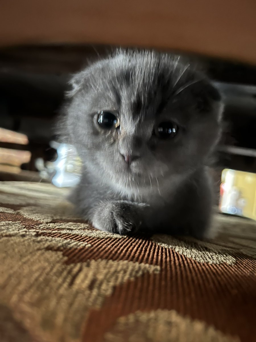 twodumbcats's tweet photo. she looks so sad :( https://t.co/9Xqtnfef2L