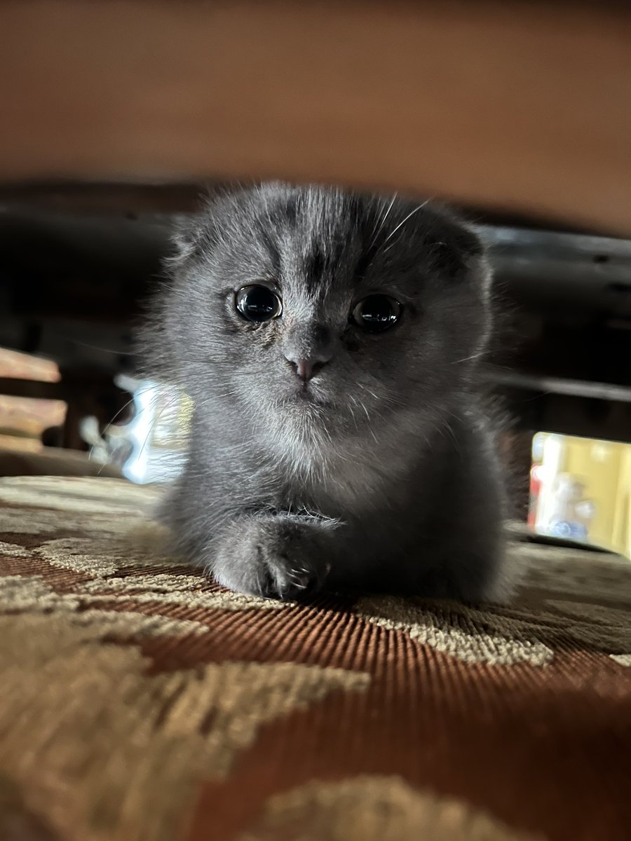 twodumbcats's tweet photo. she looks so sad :( https://t.co/9Xqtnfef2L