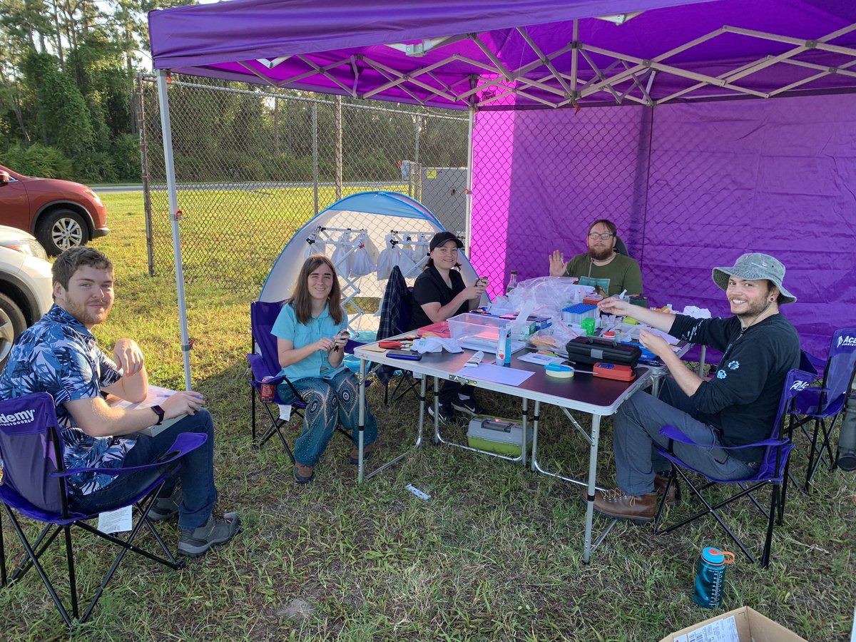 TreeSwallows's tweet image. Amazing day in the field today with the #UCFpuma team 💜 @SA_Gaspar_ (Fed &amp;amp; Statw permitted work)