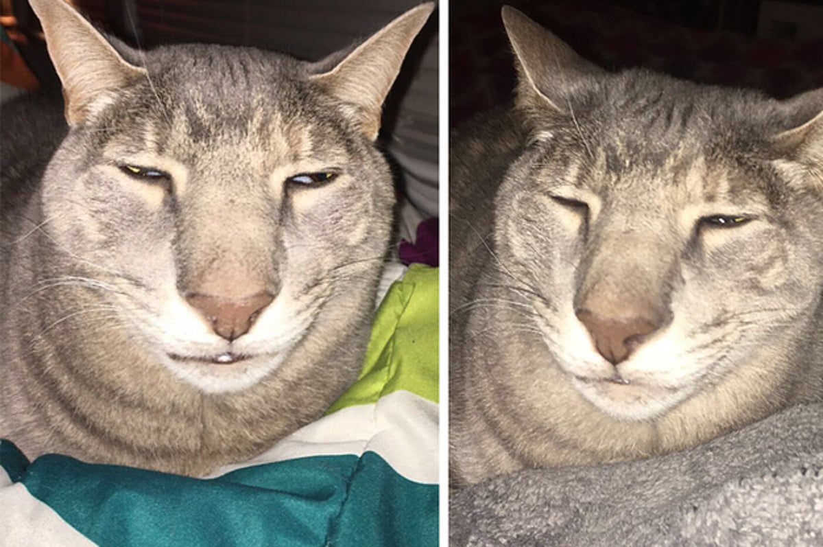 VOIDlDENTITY's tweet photo. what do we think of quandale for the name of this cat i just found ? https://t.co/JTdsmdxqp6