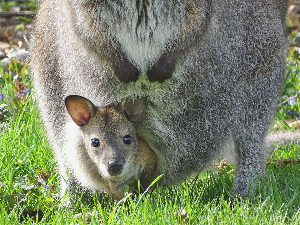 Detroit Zoo searching for missing wallaby joey bit.ly/3yuIyeK
