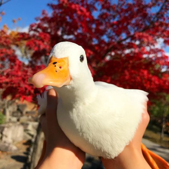 ducksdailyy's tweet photo. https://t.co/eDIxreb9Ed