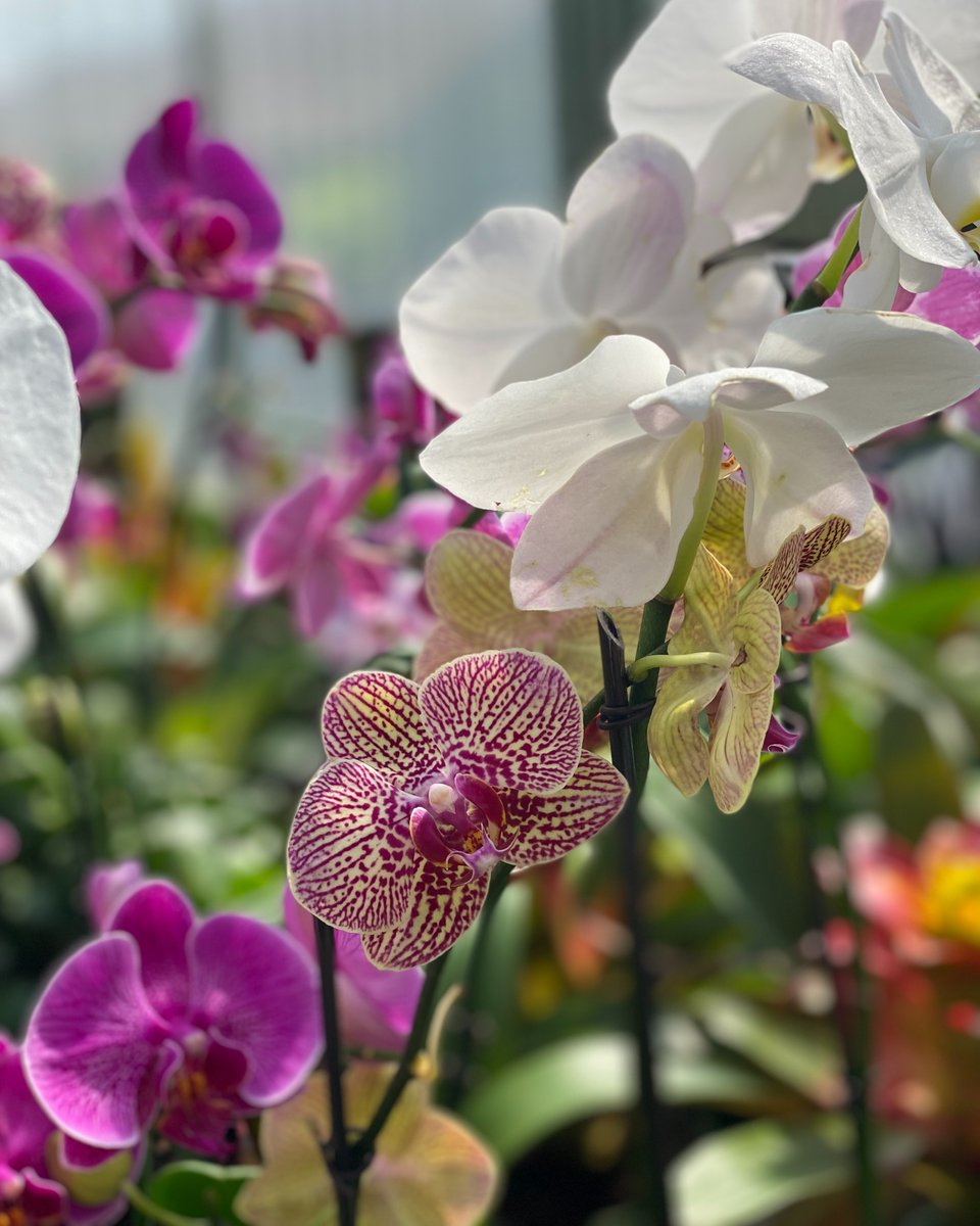 NaturaHQ's tweet photo. Happy Mother's Day!π
#stayPLANTED #KEEPitREAL #PEOPLETHRIVE #Natura #happymothersday #mothersday #mom #thanksmom #plantlovers #plantpeople #plantsmakepeoplehappy #sunday https://t.co/2HWZjf0jZD