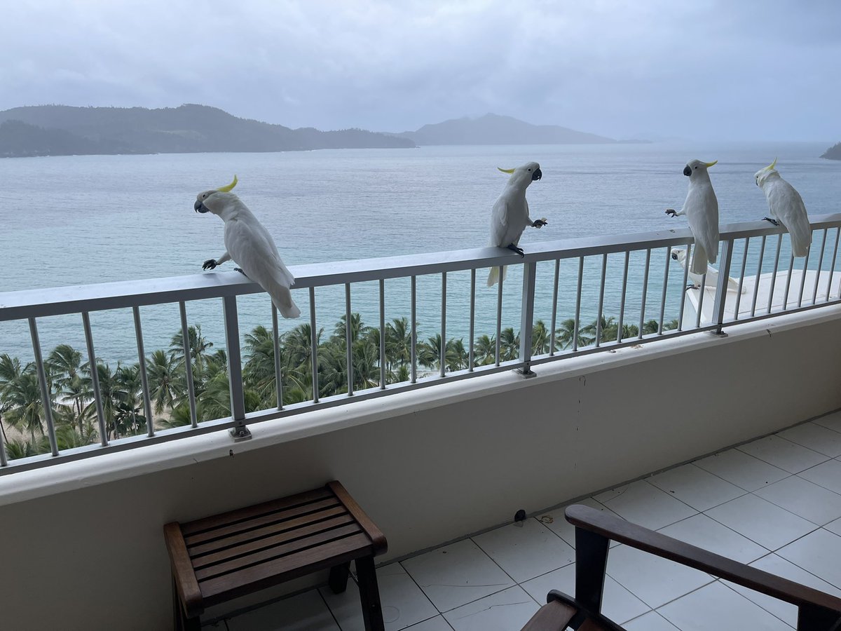 MaAle21's tweet photo. Yo: Que lindas las cacatúas en el balcón.

Hotel: They are terrorists. https://t.co/zW0Kd7y4TR