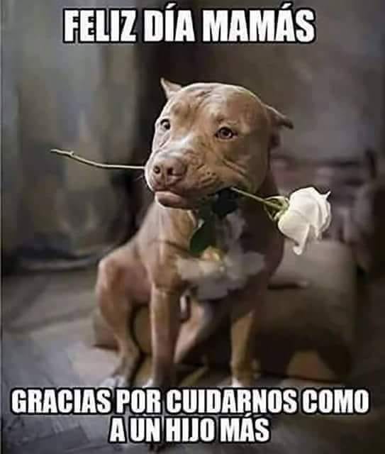 FELIZ DÍA MAMÁS, GRACIAS POR CUIDARNOS COMO A UN HIJO MÁS.