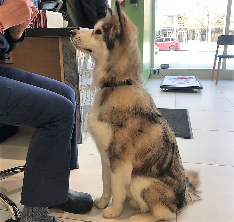 DrEllenKinzl's tweet photo. We love Marv! So cheerful! Only a little obsessed with cookies! Also, floofy!
.
.
#gooddog #floofy #torontodogs #treatsfordays #goodsit #husky #canarydistrict #veterinarian https://t.co/6iYPFqW94Y