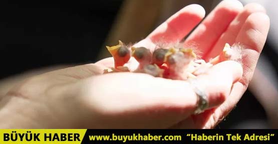 İklim değişikliği Büyük baştankaralar üç hafta erken yumurtlamaya başladı
buyukhaber.com/hayvanlar-alem…

#haber #haberler #hayvan #kuş #iklim #iklimdeğişikliği #gündem #doğa #hayat #yargı #bilim