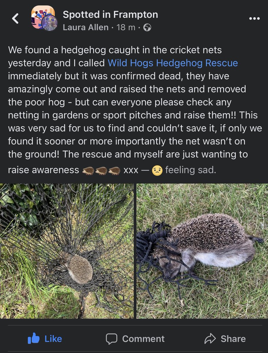 Wild Hogs Hedgehogs Rescue tweet media