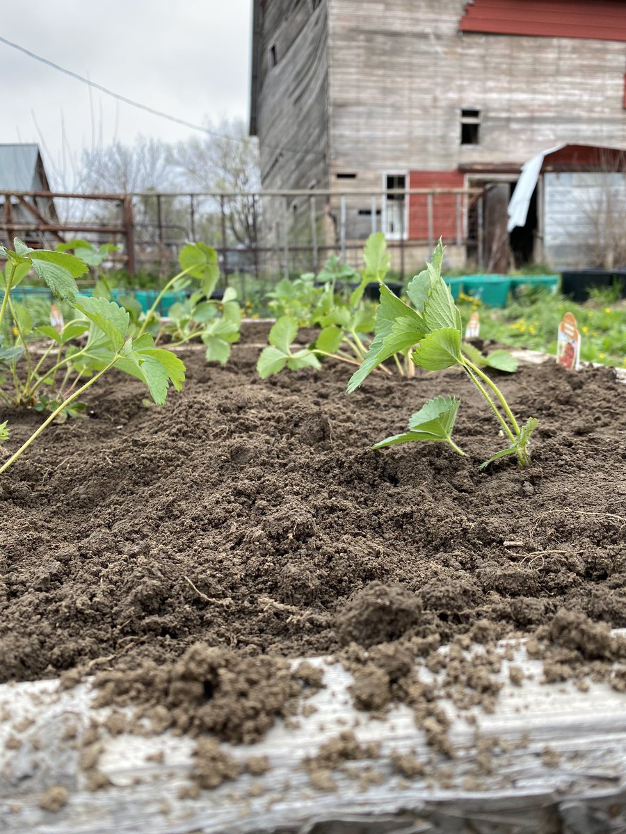 HundredOak's tweet photo. #HundredOak expanded a bit today! Strawberries and some pepper plants for personal use were planted today. #NeverStopGrowing https://t.co/OXPP1YVdSO