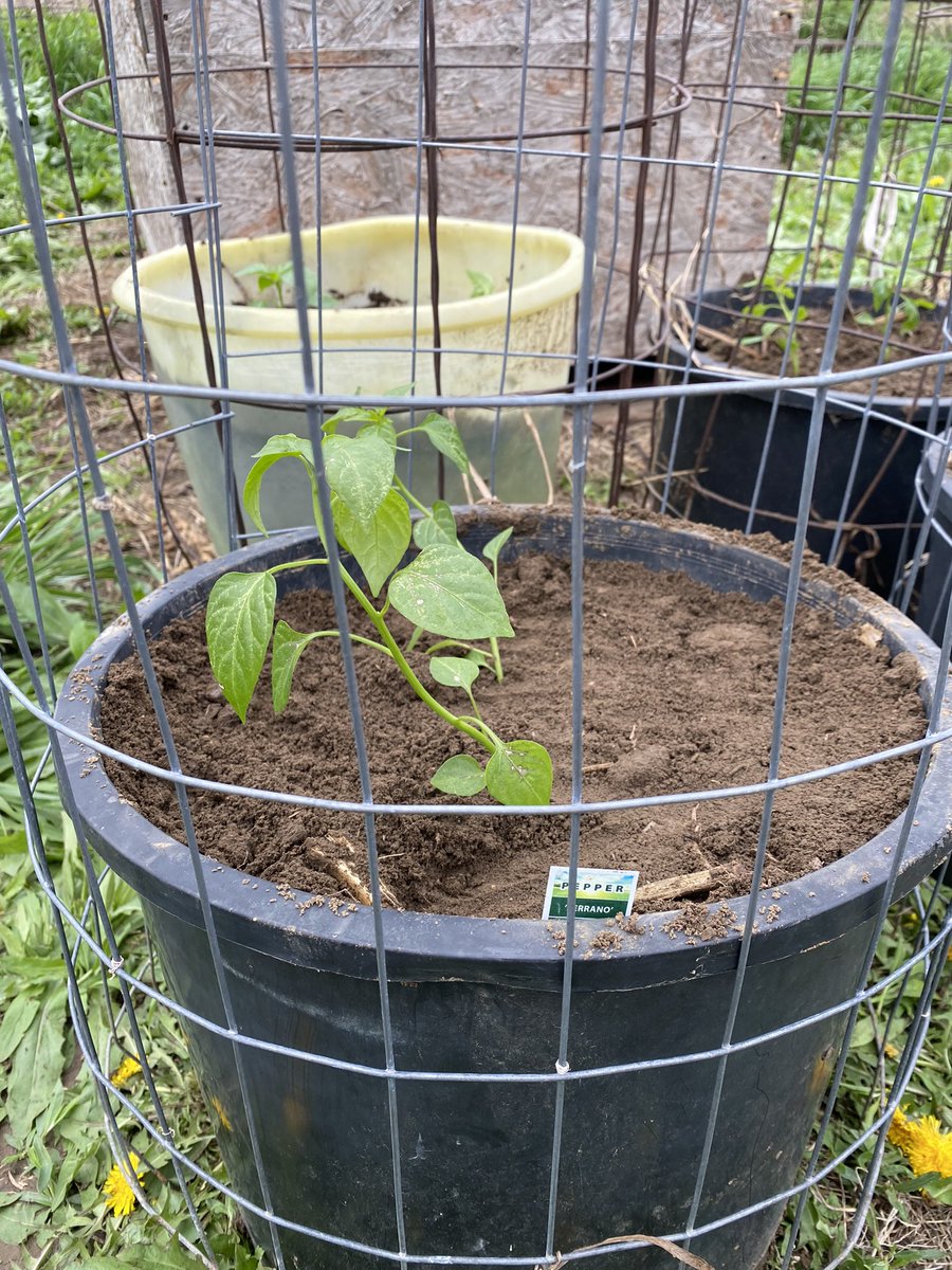HundredOak's tweet photo. #HundredOak expanded a bit today! Strawberries and some pepper plants for personal use were planted today. #NeverStopGrowing https://t.co/OXPP1YVdSO