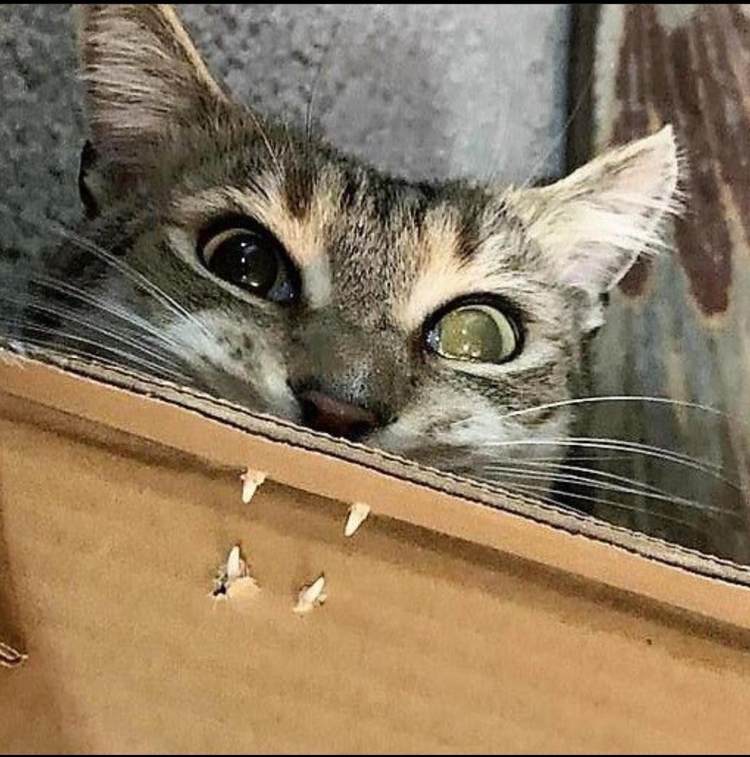 cats being weird little guys 👅 tweet media
