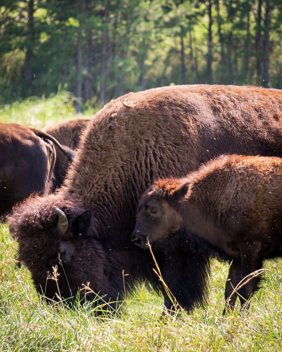 Travel South Dakota tweet media