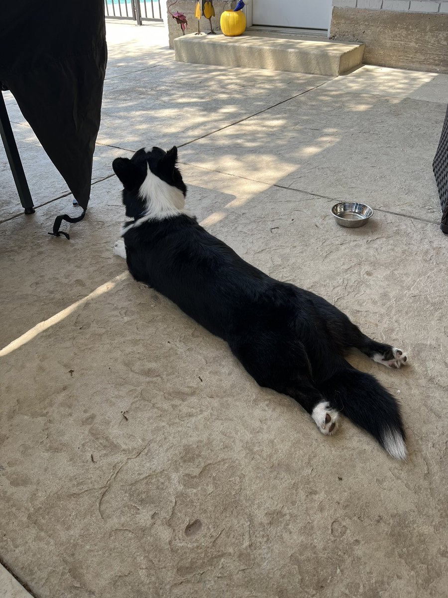 We had a great visit from @PhoebstheCorg and her family this morning! Phoebe’s humans helped Dudley walk. Dudley’s still tired but took a few steps on his own. #CorgiCrew