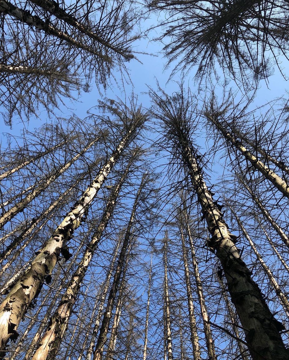 Tacitussi's tweet photo. Wald … kahle Fichten sieht man viel. Die Klimakrise schreit einen ganz schön an.
 Ansonsten sehr schön im #bergischen in #biesfeld 
Pferde auf dem Weg stehen im Schatten. Und es geht bergauf. Gutes #workout 

#wandernmachtglücklich 
#sundayismyfunnyday 
#einschönertaggehtzuende https://t.co/W4CBX328N0