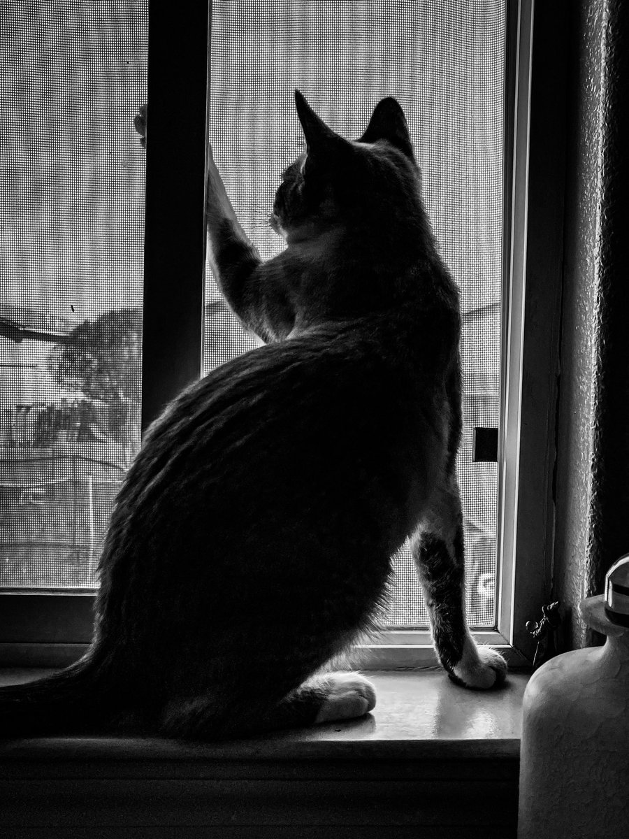 505FamilyAdvtrs's tweet photo. Just messing around with the iPhone 📱📱📱📱📱#iphonephotography #blackandwhitephoto #blackandwhitephotography #photography #PhotoOfTheDay #photographer #photographers https://t.co/pAfo9SBEQq
