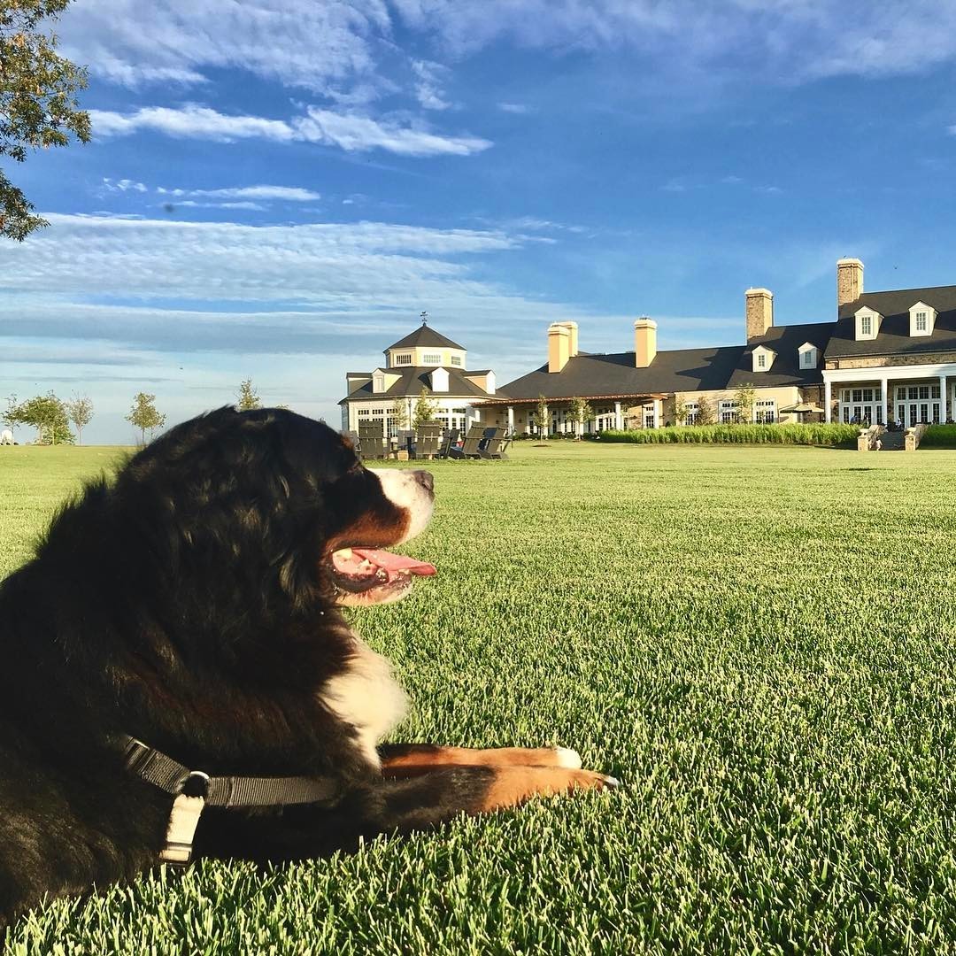 SalamanderVA's tweet photo. Soak up the spring sunshine on the Grand Lawn. #DogsofSalamander #DogFriendlyHotel
๐ธ IG: milo.theberner https://t.co/tCmN3OYoJO