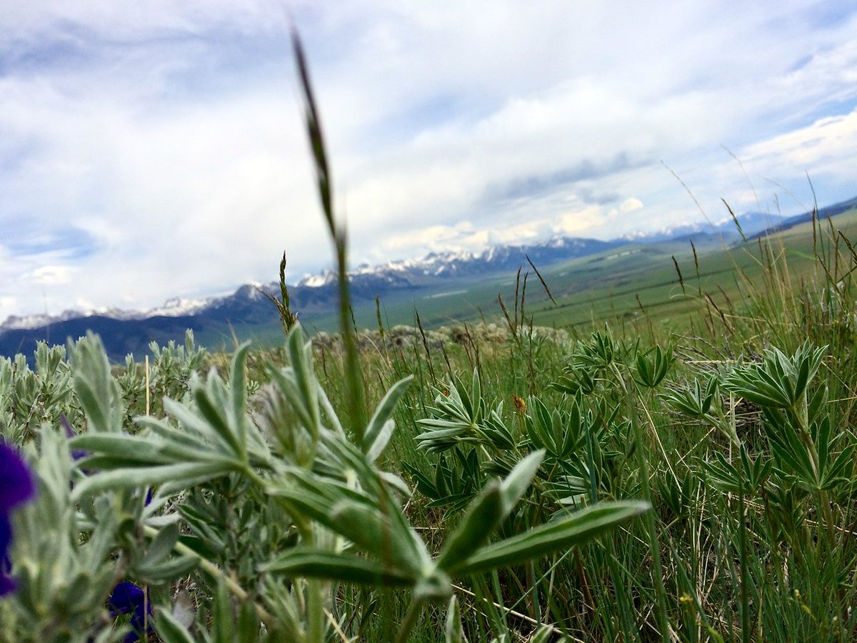 JasonKechely's tweet photo. Nurture, Sustain, Adapt, Evolve, Grow...
Happy Mothers Day all.
#MTSpring #UpperMadison #MadisonRange #Love https://t.co/3jXQ16YeQx