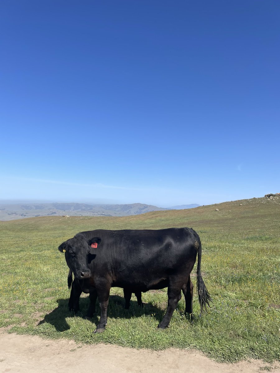 #HappyMothersDay 🌷🌻🌼🐮