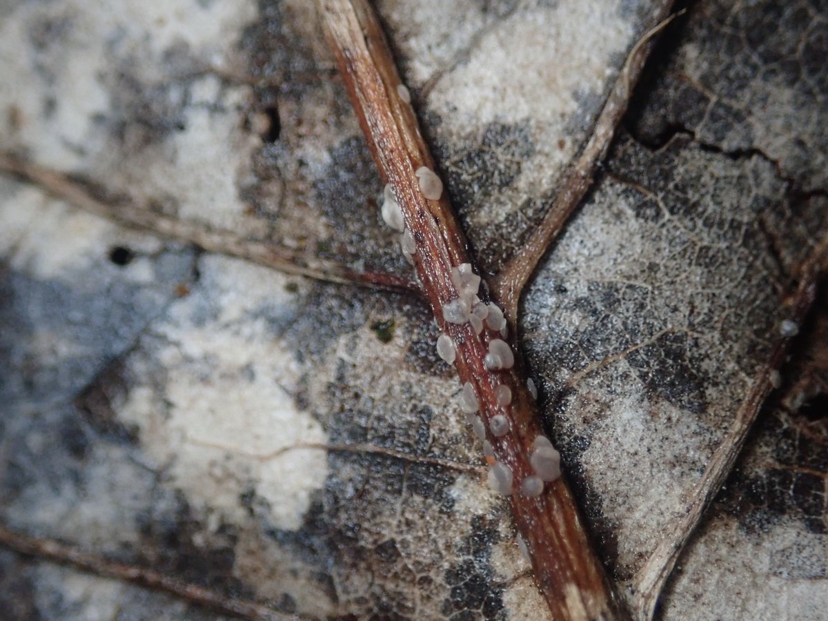 DipFun64's tweet photo. ?#Pyrenopeziza protrusa (Berk. & M. A. Curtis) Sacc
ホオノキ氏の枯れ葉の葉脈上にて。
ちっちゃい。
07 May 2022
TG-5
参考
https://t.co/3y9JhlHRGL
https://t.co/P58lsqDKVj
#fungi
#キノコ https://t.co/ONFdNToppv