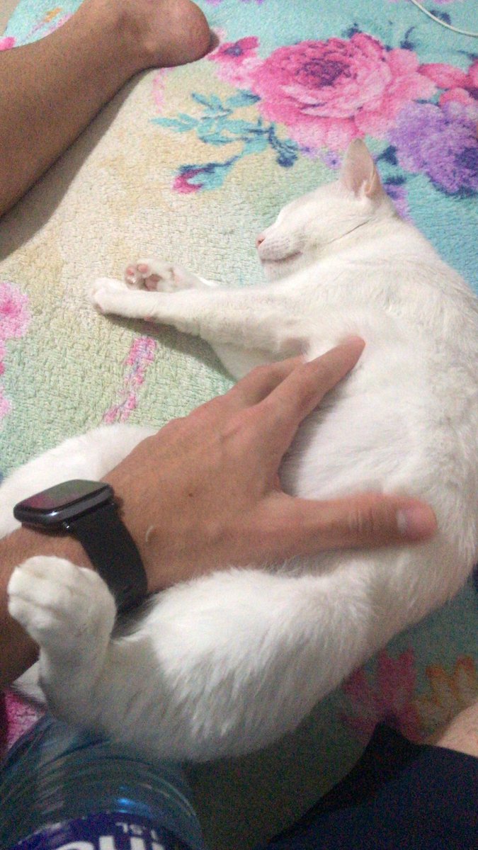 leonardo_com's tweet image. My gordita