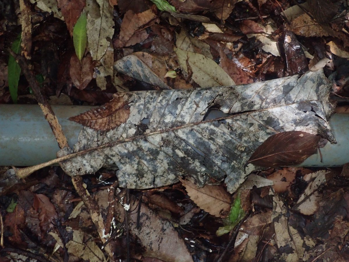 DipFun64's tweet photo. ?#Pyrenopeziza protrusa (Berk. & M. A. Curtis) Sacc
ホオノキ氏の枯れ葉の葉脈上にて。
ちっちゃい。
07 May 2022
TG-5
参考
https://t.co/3y9JhlHRGL
https://t.co/P58lsqDKVj
#fungi
#キノコ https://t.co/ONFdNToppv