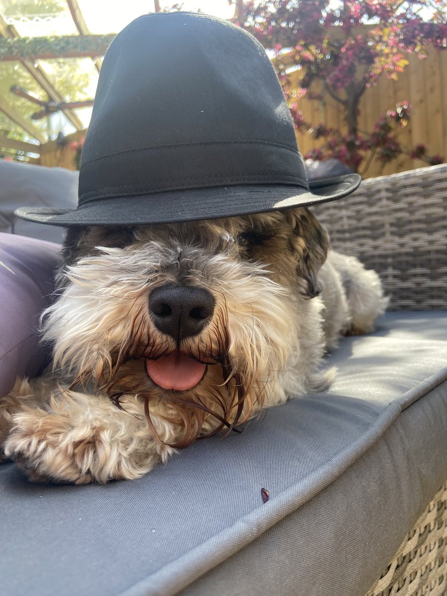 juleswatson18's tweet photo. I am the one who knocks #barkingbad https://t.co/aLnmdPjRjU