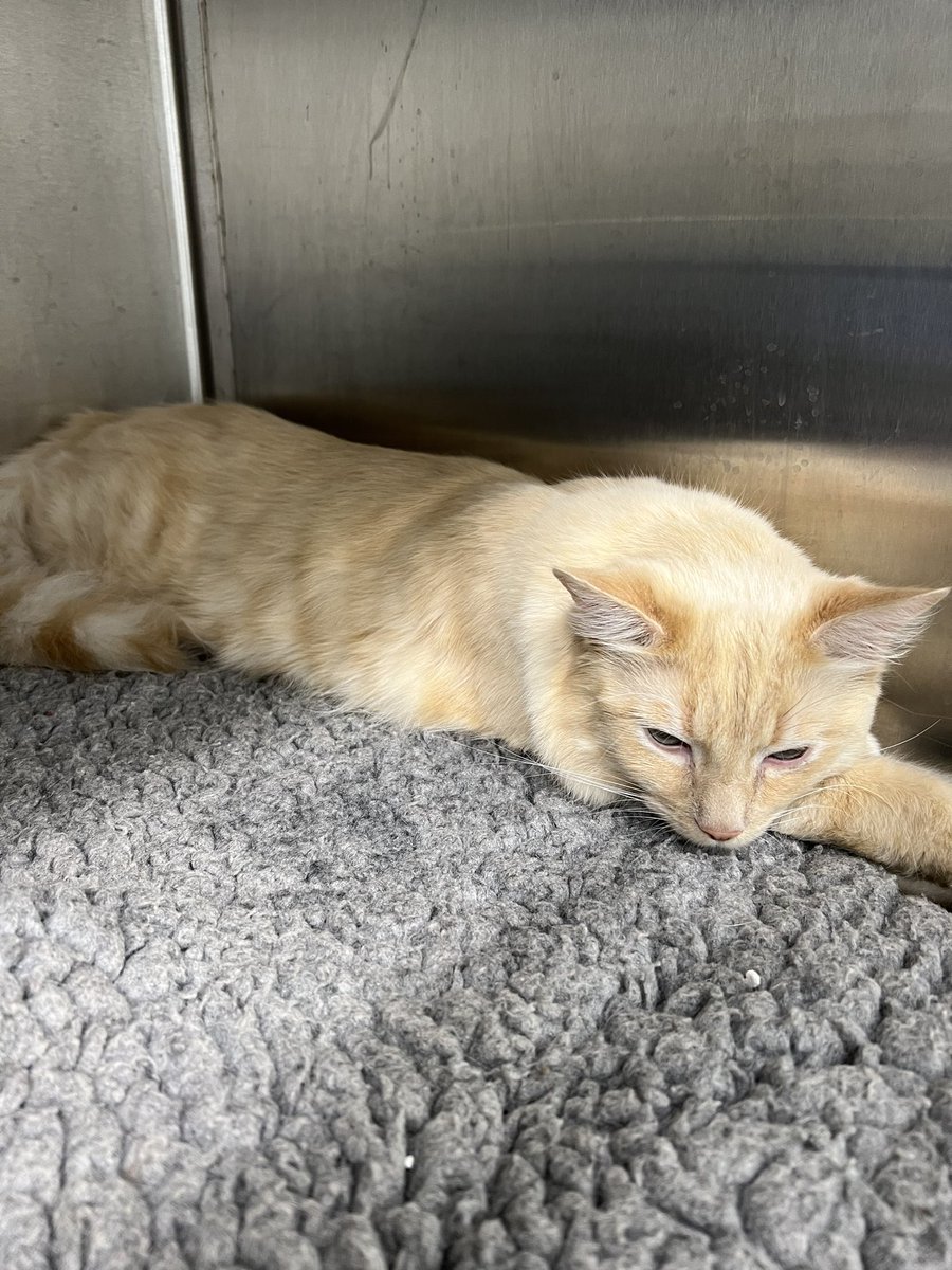 PetPlot's tweet photo. Pet Plot: @HerchyBoal: 'This Adorable cat found covered in oil, scared near a busy rd. no microchip.😔bathed &amp; feeling better Can’t deny that I’m a bit in love. He’s so affectionate &amp; deserves better. ❤️
It’s so importa… https://t.co/ZrdZ5vX4Q4, see more https://t.co/SyPD9UsVo4
