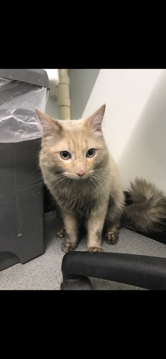 PetPlot's tweet photo. Pet Plot: @HerchyBoal: 'This Adorable cat found covered in oil, scared near a busy rd. no microchip.😔bathed &amp; feeling better Can’t deny that I’m a bit in love. He’s so affectionate &amp; deserves better. ❤️
It’s so importa… https://t.co/ZrdZ5vX4Q4, see more https://t.co/SyPD9UsVo4