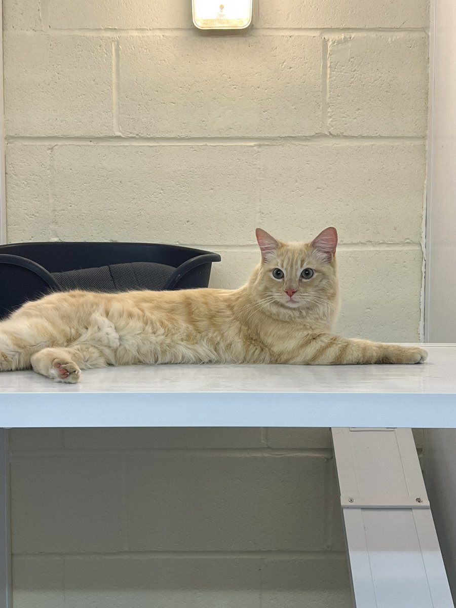 PetPlot's tweet photo. Pet Plot: @HerchyBoal: 'This Adorable cat found covered in oil, scared near a busy rd. no microchip.😔bathed &amp; feeling better Can’t deny that I’m a bit in love. He’s so affectionate &amp; deserves better. ❤️
It’s so importa… https://t.co/ZrdZ5vX4Q4, see more https://t.co/SyPD9UsVo4