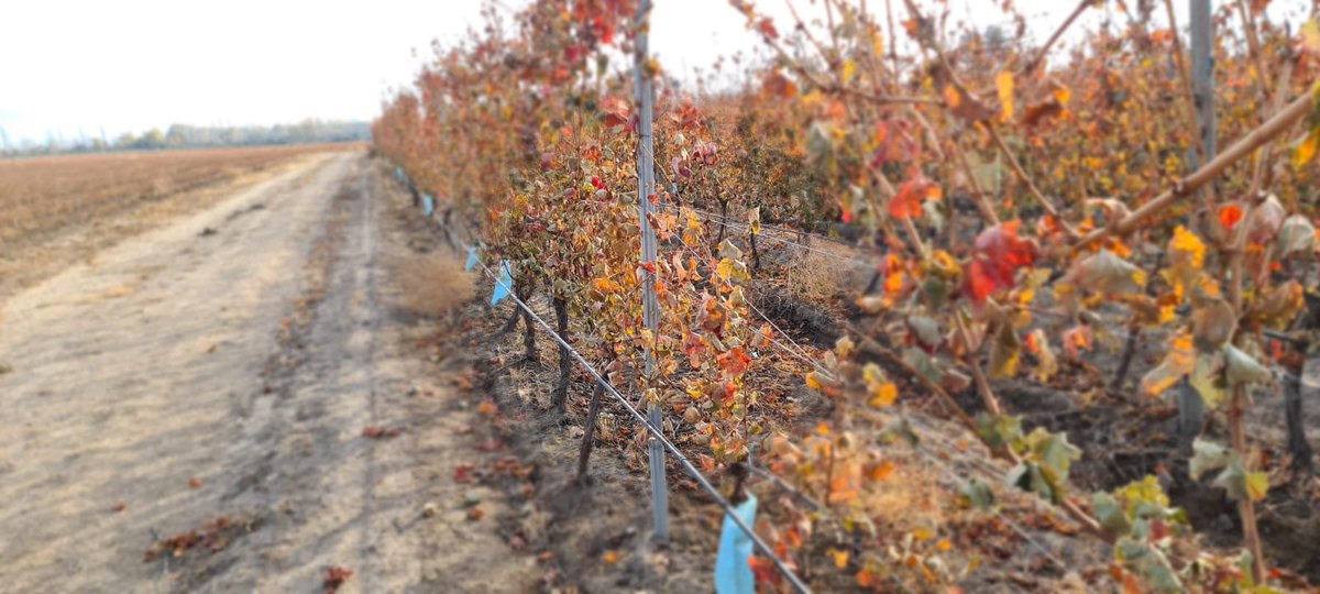 eldestape_radio's tweet photo. 🍁🍂 NO SE PUEDE CREER ESTOS COLORES🍂🍁

Seguimos recorriendo la tierra del buen vino en este recorrido federal🍷 

Gracias @BodegasBianchi por invitarnos a visitar su viñedo y a conocer sobre la vid y el proceso de elaboración y crianza de sus vinos🍾

https://t.co/da14gj9zrW https://t.co/K0p4P45aJV