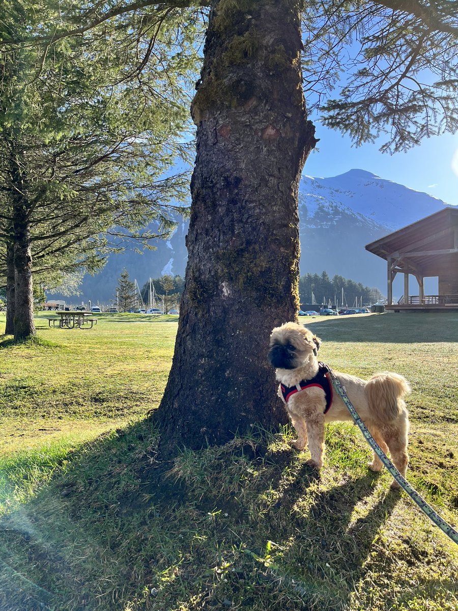 kitchenistakate's tweet photo. Hamish the Wee Beastie is loving springtime sun. 

#shihtzu #doglife #alaskadog #springtime #sunshine #beachwalk #forestbathing https://t.co/oMYzAZQcAO