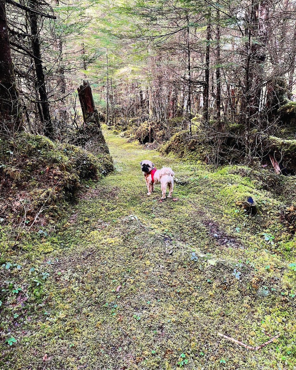 kitchenistakate's tweet photo. Hamish the Wee Beastie is loving springtime sun. 

#shihtzu #doglife #alaskadog #springtime #sunshine #beachwalk #forestbathing https://t.co/oMYzAZQcAO