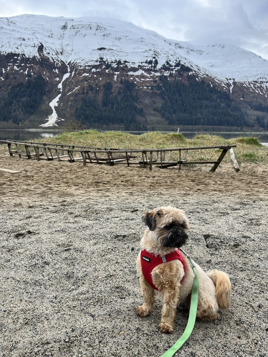 kitchenistakate's tweet photo. Hamish the Wee Beastie is loving springtime sun. 

#shihtzu #doglife #alaskadog #springtime #sunshine #beachwalk #forestbathing https://t.co/oMYzAZQcAO