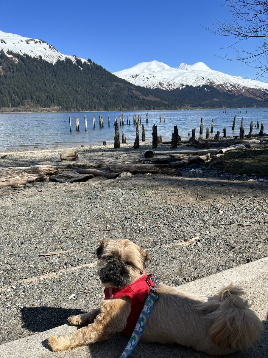 kitchenistakate's tweet photo. Hamish the Wee Beastie is loving springtime sun. 

#shihtzu #doglife #alaskadog #springtime #sunshine #beachwalk #forestbathing https://t.co/oMYzAZQcAO