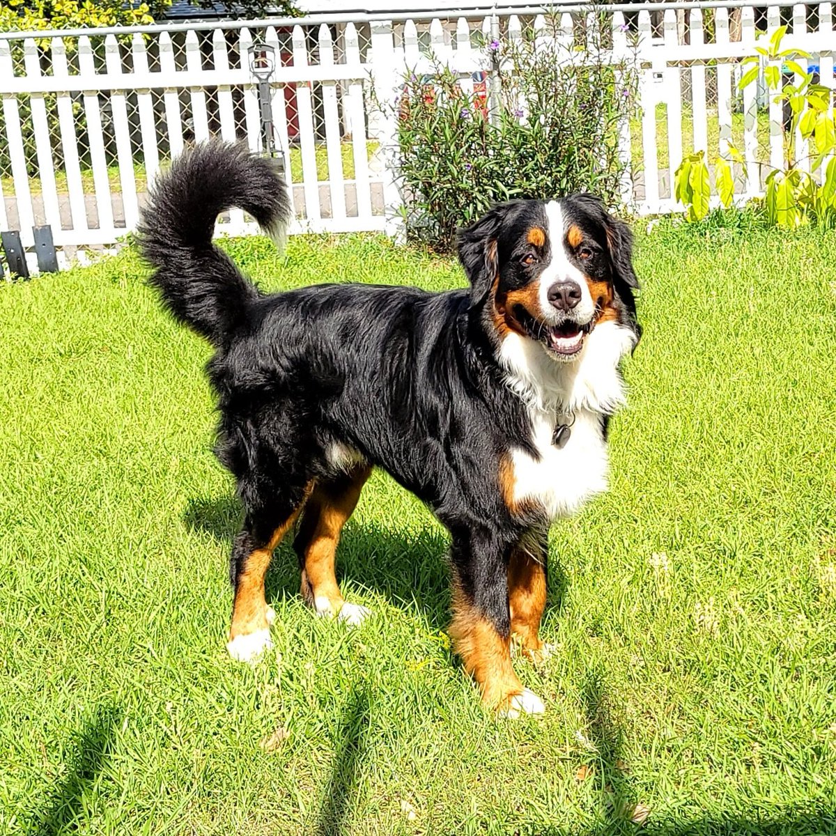 JoyFullerton19's tweet photo. @guarnaschelli @FoodNetwork @Discovery @discoveryplus Too cute!! We have one too and he is the sweetest. Henry is not our first dog, but first Berner and like no other we've had. https://t.co/AVisbeGLzz