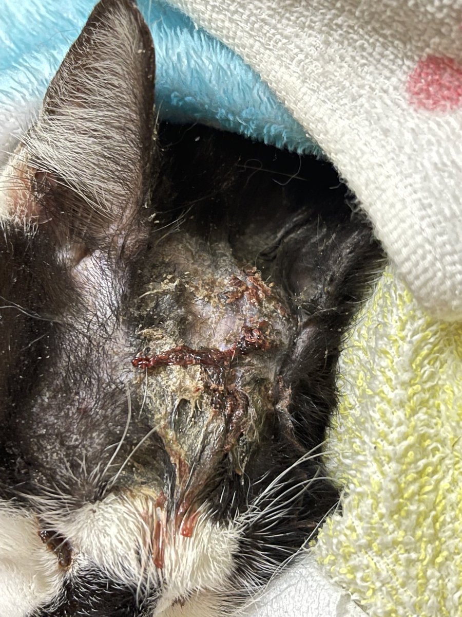 頑張ったぱんちゃんの全て 490craft Twitter