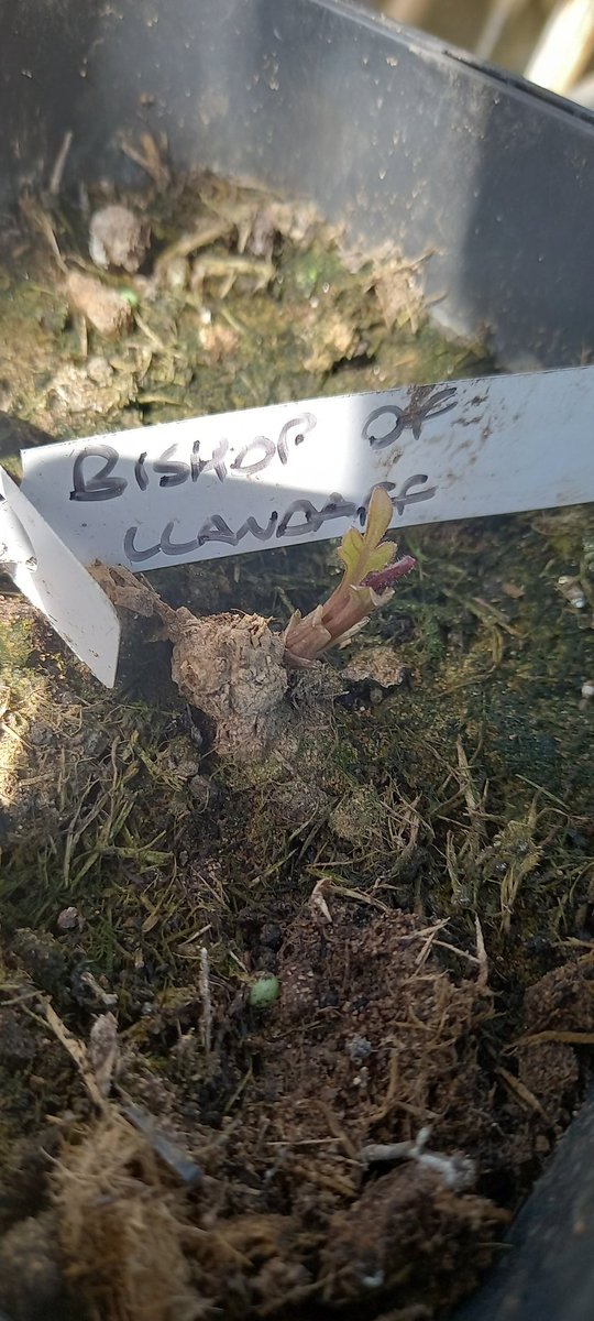FINALLY! "I'm coming out!" Sings the Bishop...
<a href="/kennyhiggs/">Kenny Higgs</a> my Merckii hasn't appeared yet, however 😢.
#Dahlia #gardening #GardenDesign #WildTouchSpaces