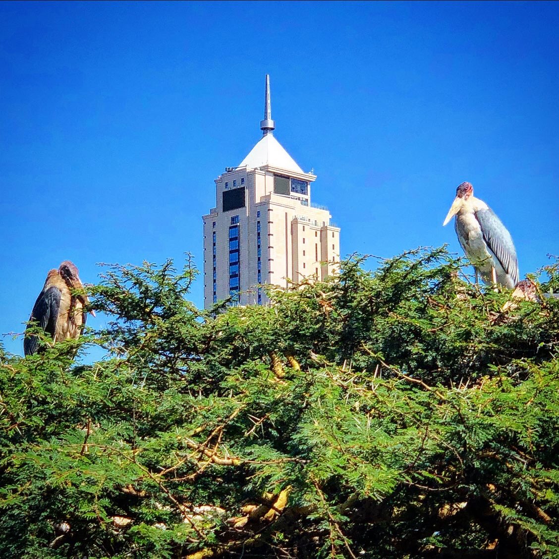 moseskemibaro's tweet photo. There’s no denying it. Maribou Storks are not pretty to look at but they do add a certain endemic wildness to Nairobi’s increasingly urbanized skyline! #MaribouStorks #NairobiExpressWay #Nairobi #Kenya #Skyline #BigBirds #CityScapes #Africa #UAPOldMutual @uapoldmutual https://t.co/bekMC8HkdF