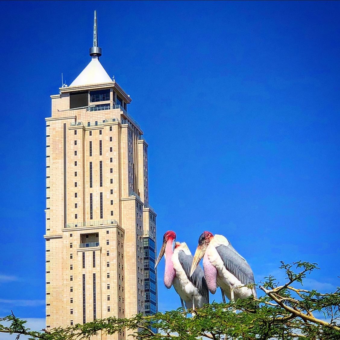 moseskemibaro's tweet photo. There’s no denying it. Maribou Storks are not pretty to look at but they do add a certain endemic wildness to Nairobi’s increasingly urbanized skyline! #MaribouStorks #NairobiExpressWay #Nairobi #Kenya #Skyline #BigBirds #CityScapes #Africa #UAPOldMutual @uapoldmutual https://t.co/bekMC8HkdF
