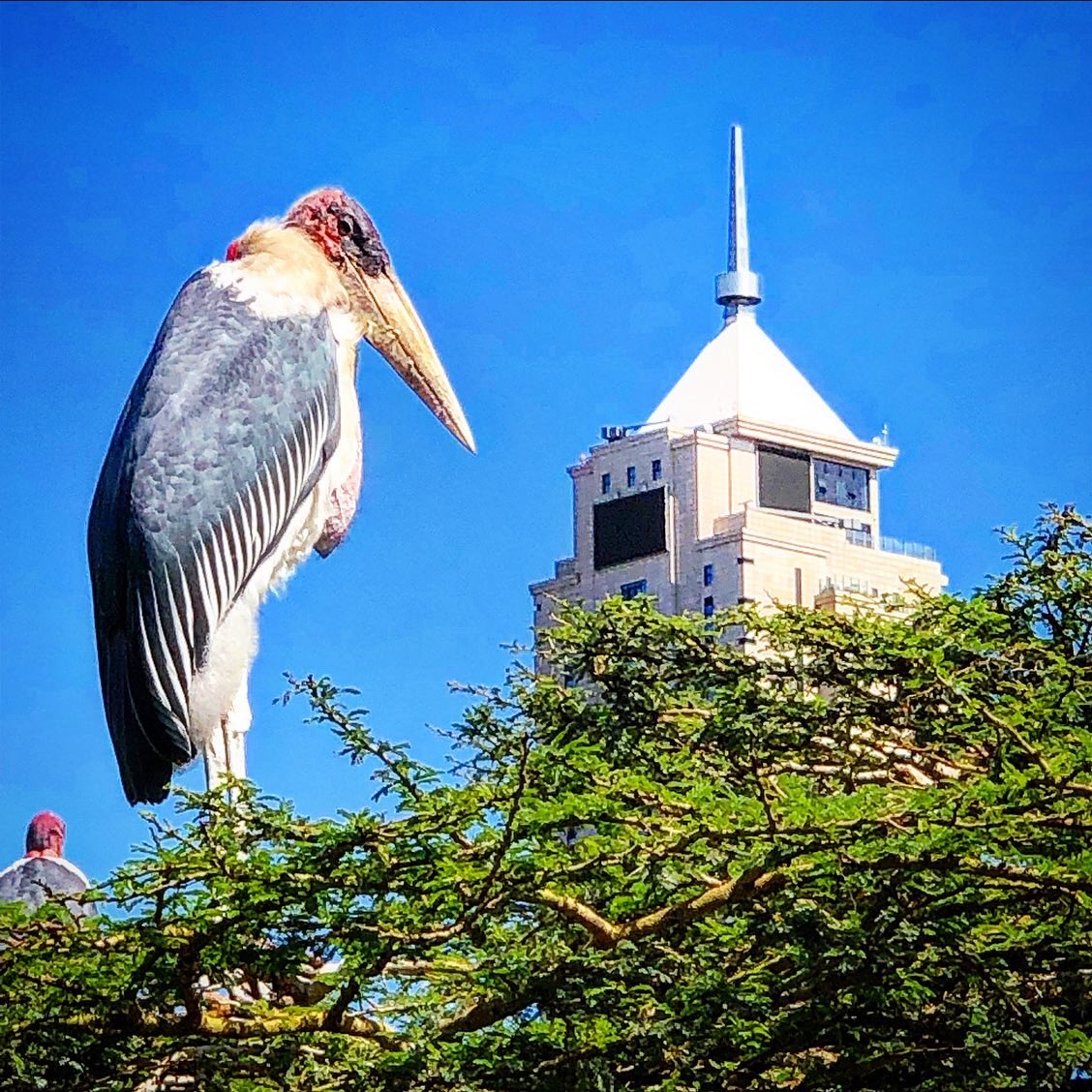moseskemibaro's tweet photo. There’s no denying it. Maribou Storks are not pretty to look at but they do add a certain endemic wildness to Nairobi’s increasingly urbanized skyline! #MaribouStorks #NairobiExpressWay #Nairobi #Kenya #Skyline #BigBirds #CityScapes #Africa #UAPOldMutual @uapoldmutual https://t.co/bekMC8HkdF
