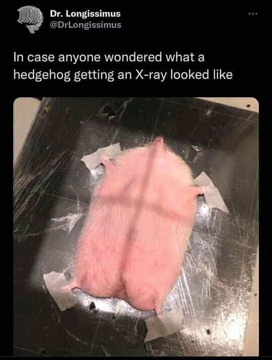 WholesomeMemes (@wholesomememe) on Twitter photo 