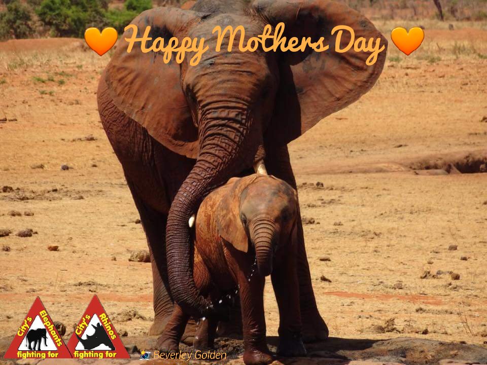 ChrisSand20's tweet photo. @Asw2belle Happy Mothers Day ❣
❤🐘❤ #elephants 
🥀#MothersDay2022
💐 #Muttertag
👩‍👧‍👦#MothersDay https://t.co/EZnA9KJOek