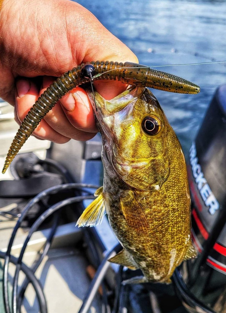 NikkoBaits tweet media