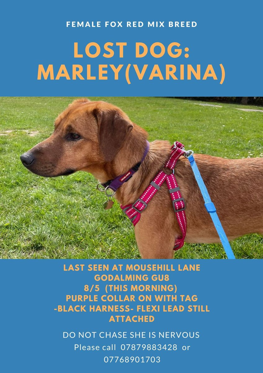 The_Animal_Team's tweet photo. Female Fox Red mixed breed #dog #missing, last seen at #MousehillLane #Godalming #GU8 area, #Surrey this morning 8/5/22. Purple collar with tag, black harness with flexi lead still attached. As ever PLEASE DO NOT CHASE. Contact details on poster.👇 #dogsoftwitter #MissingDog https://t.co/nmpJVkwABN
