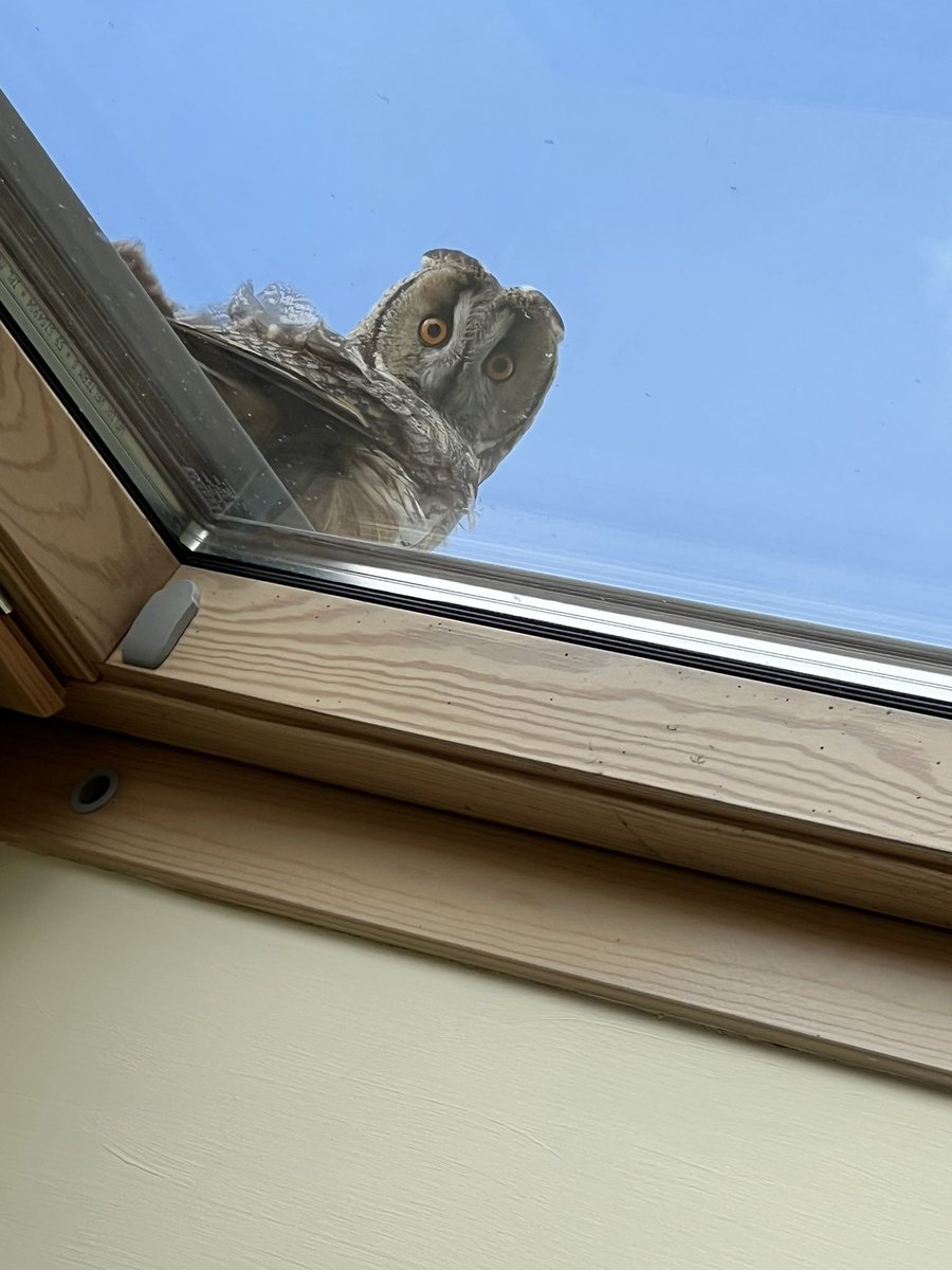 Mostlywind's tweet photo. Don’t know who got the bigger fright … me or the owl! #Siabost #LifeInTheHebrides https://t.co/Sv2SdZlR7Z