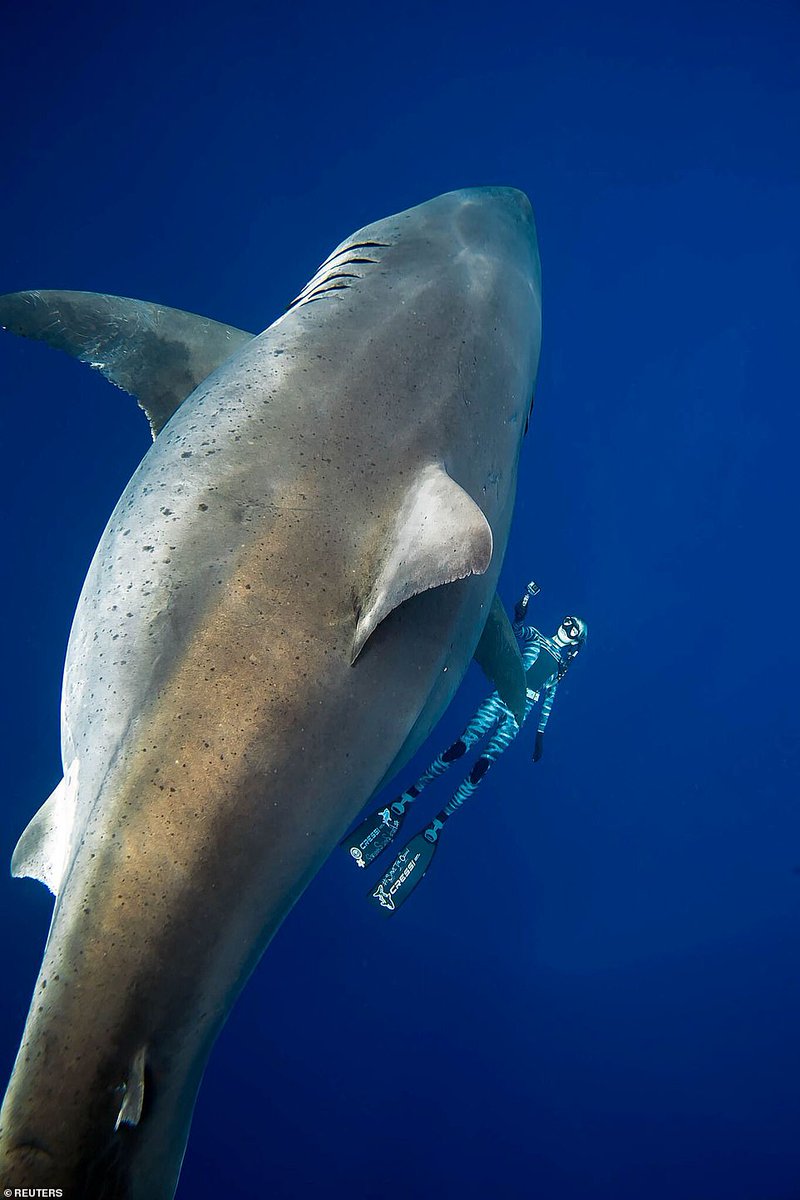 SharksOTD's tweet photo. Today's special shark of the day is Deep Blue from Real Life!

She is one of the largest great white sharks to ever be recorded at about 6.1m (20ft) long and >2000 kg (4400 lbs)! https://t.co/2tFlvBYyfO