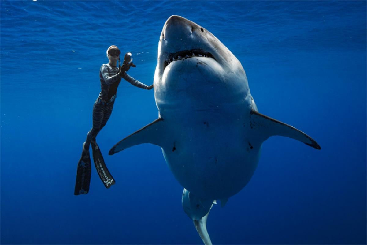 SharksOTD's tweet photo. Today's special shark of the day is Deep Blue from Real Life!

She is one of the largest great white sharks to ever be recorded at about 6.1m (20ft) long and >2000 kg (4400 lbs)! https://t.co/2tFlvBYyfO