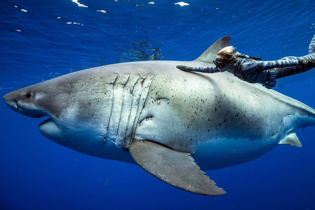 SharksOTD's tweet photo. Today's special shark of the day is Deep Blue from Real Life!

She is one of the largest great white sharks to ever be recorded at about 6.1m (20ft) long and >2000 kg (4400 lbs)! https://t.co/2tFlvBYyfO