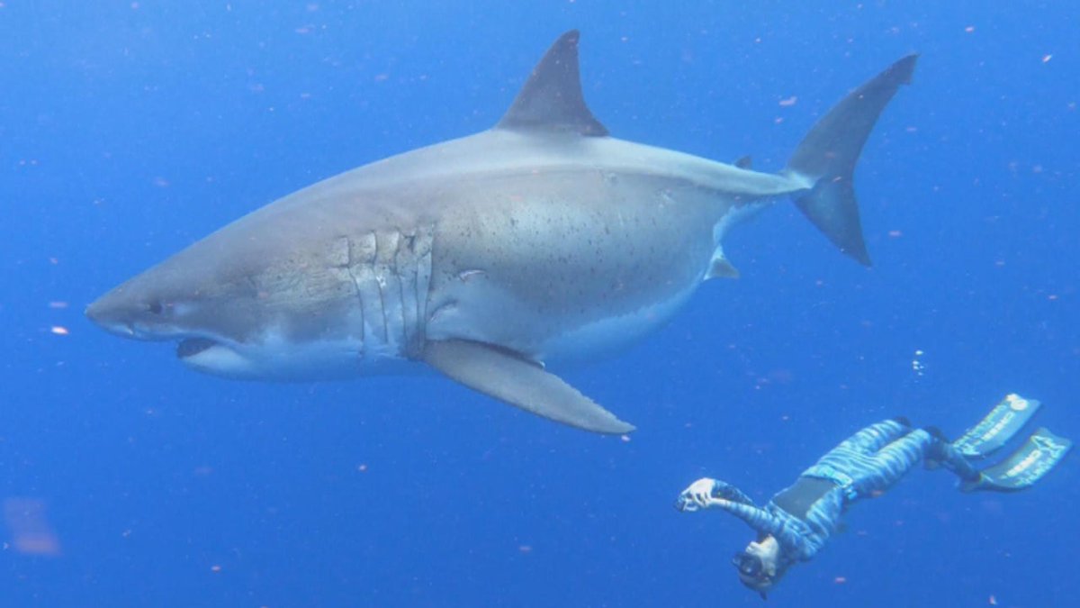 SharksOTD's tweet photo. Today's special shark of the day is Deep Blue from Real Life!

She is one of the largest great white sharks to ever be recorded at about 6.1m (20ft) long and >2000 kg (4400 lbs)! https://t.co/2tFlvBYyfO
